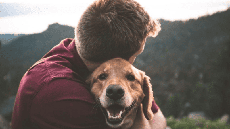 Mơ thấy người yêu cũ và thú cưng của mình báo hiệu điều gì?